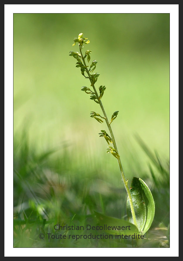 orchidée