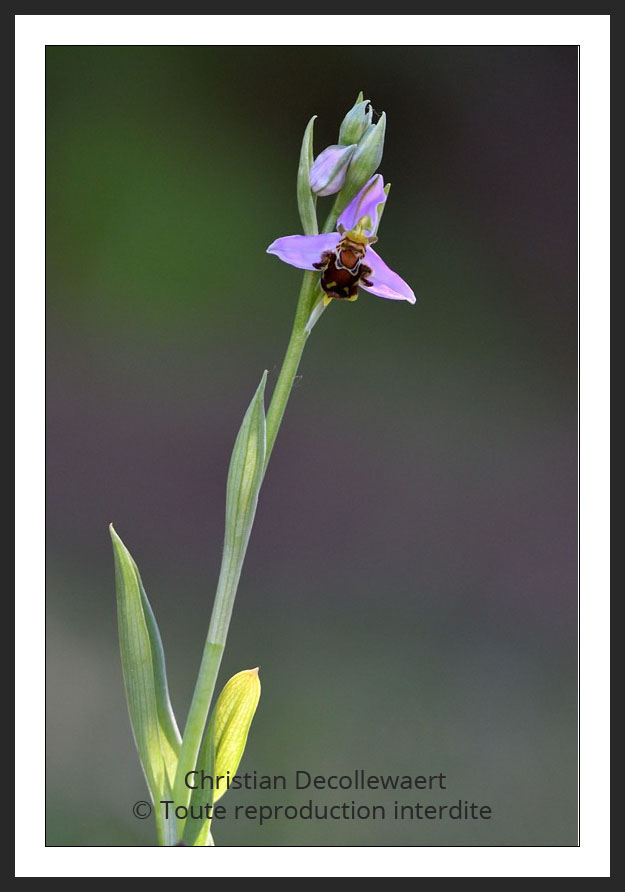 orchidée