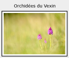 orchidée